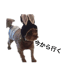 愛犬♡ハル（個別スタンプ：6）