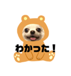 まめちゃんスタンプ①（個別スタンプ：5）