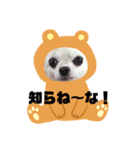 まめちゃんスタンプ①（個別スタンプ：6）