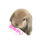 ホーランドロップの姫ちゃん（個別スタンプ：1）