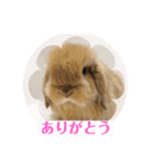 ホーランドロップの姫ちゃん（個別スタンプ：11）