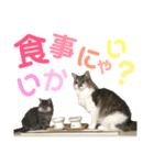 もちもちfamilyの日常スタンプ（個別スタンプ：5）