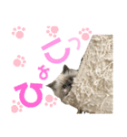 もちもちfamilyの日常スタンプ（個別スタンプ：10）