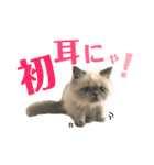 もちもちfamilyの日常スタンプ（個別スタンプ：13）