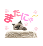 もちもちfamilyの日常スタンプ（個別スタンプ：15）