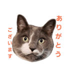 みゅうちゃんスタンプ（個別スタンプ：2）