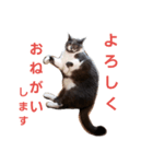 みゅうちゃんスタンプ（個別スタンプ：3）
