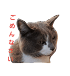 みゅうちゃんスタンプ（個別スタンプ：4）