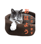 みゅうちゃんスタンプ（個別スタンプ：5）