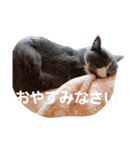 みゅうちゃんスタンプ（個別スタンプ：6）