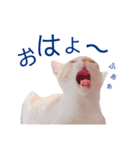 イチローすたんぷ＊basic（個別スタンプ：1）