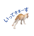 イチローすたんぷ＊basic（個別スタンプ：3）