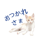 イチローすたんぷ＊basic（個別スタンプ：4）