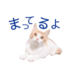 イチローすたんぷ＊basic（個別スタンプ：5）