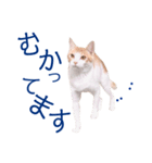 イチローすたんぷ＊basic（個別スタンプ：6）