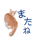 イチローすたんぷ＊basic（個別スタンプ：8）