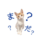 イチローすたんぷ＊basic（個別スタンプ：13）