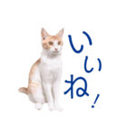 イチローすたんぷ＊basic（個別スタンプ：16）