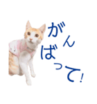 イチローすたんぷ＊basic（個別スタンプ：17）