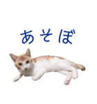 イチローすたんぷ＊basic（個別スタンプ：18）