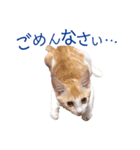 イチローすたんぷ＊basic（個別スタンプ：25）