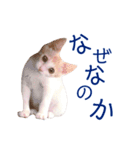 イチローすたんぷ＊basic（個別スタンプ：28）