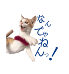 イチローすたんぷ＊basic（個別スタンプ：29）