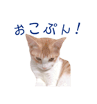 イチローすたんぷ＊basic（個別スタンプ：30）