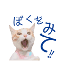 イチローすたんぷ＊basic（個別スタンプ：40）