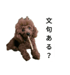 コタローの3（個別スタンプ：1）