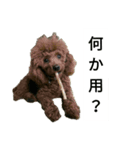 コタローの3（個別スタンプ：2）
