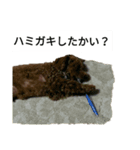 コタローの3（個別スタンプ：3）