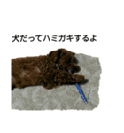 コタローの3（個別スタンプ：4）
