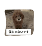 コタローの3（個別スタンプ：5）