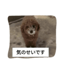 コタローの3（個別スタンプ：7）