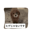 コタローの3（個別スタンプ：8）