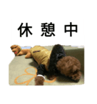 コタローの3（個別スタンプ：9）