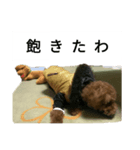 コタローの3（個別スタンプ：10）