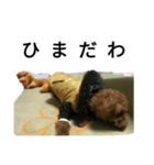 コタローの3（個別スタンプ：11）