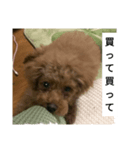 コタローの3（個別スタンプ：15）