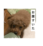 コタローの3（個別スタンプ：16）