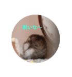 かわいい！動物スタンプ（個別スタンプ：1）
