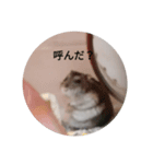 かわいい！動物スタンプ（個別スタンプ：3）