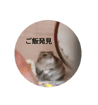 かわいい！動物スタンプ（個別スタンプ：4）