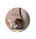 かわいい！動物スタンプ（個別スタンプ：5）