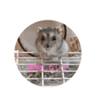 かわいい！動物スタンプ（個別スタンプ：10）