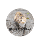 かわいい！動物スタンプ（個別スタンプ：12）