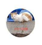 かわいい！動物スタンプ（個別スタンプ：15）