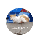 かわいい！動物スタンプ（個別スタンプ：16）