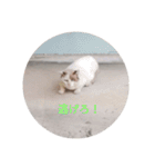 かわいい！動物スタンプ（個別スタンプ：17）